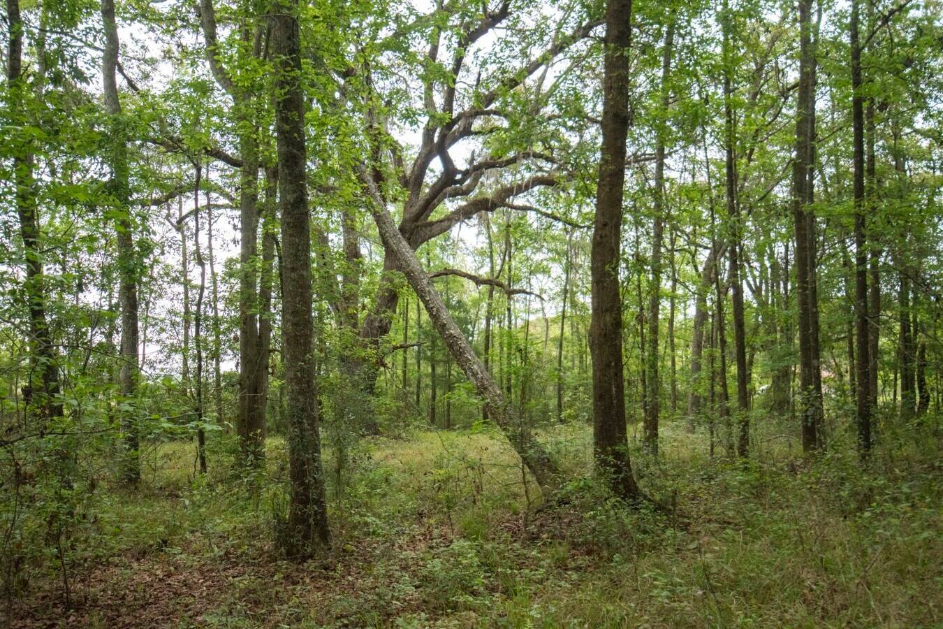 Courie 1, Kingsland, GA 31548 18+/ acres Lots 26 Fortier Estates