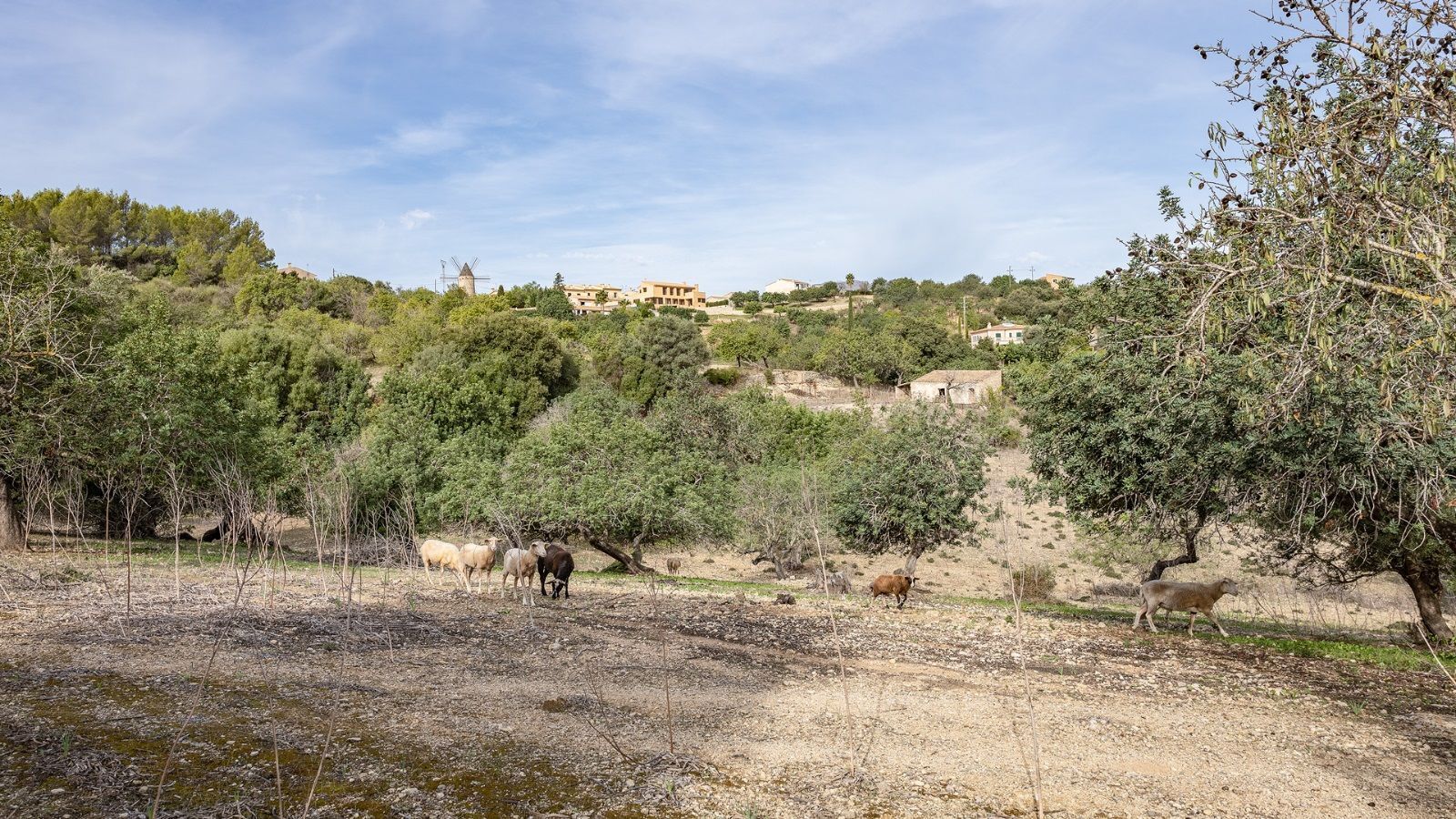 Land in Campanet for sale Building Photo- Image 1 of 37