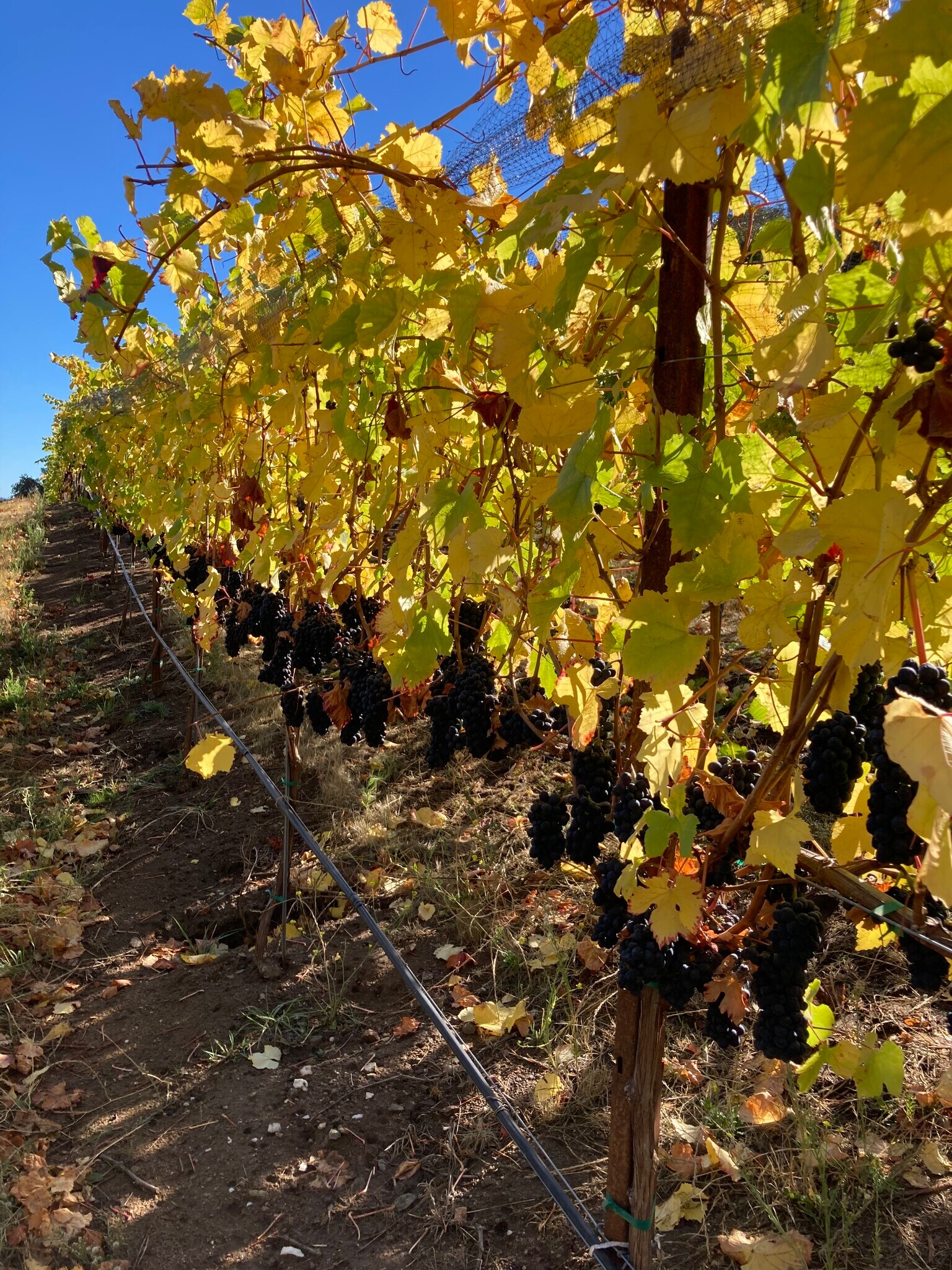 Mountain Peak Ranch & Rancho Rustica Soledad, CA for Sale