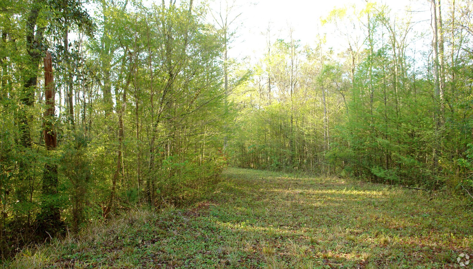 Primary Photo