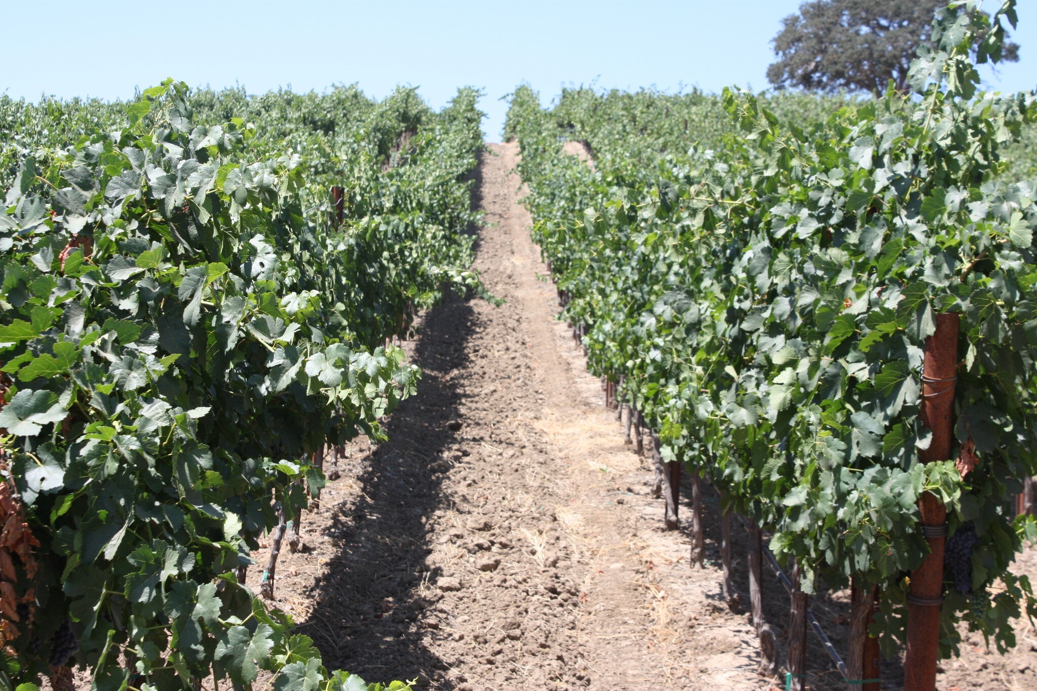 Texas Rd, Paso Robles, CA for sale Primary Photo- Image 1 of 10