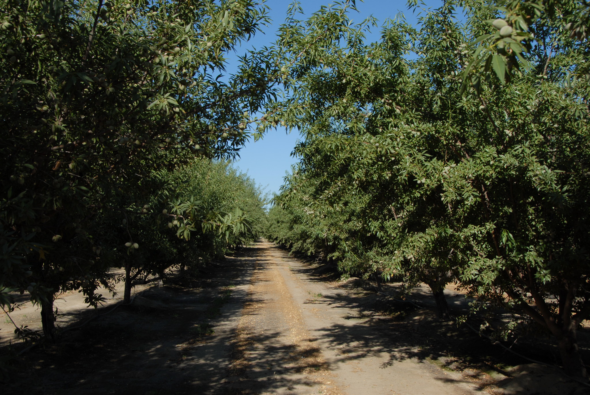 Manning Ave, San Joaquin, CA for sale Other- Image 1 of 1