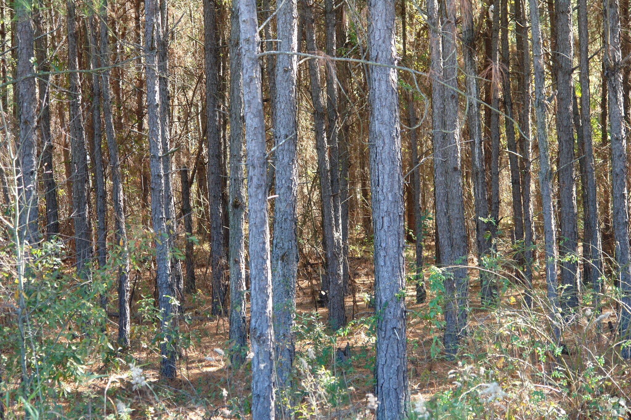 E Pine Log Rd, Aiken, SC for sale Primary Photo- Image 1 of 1