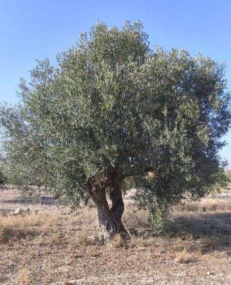 Land in La Romana for sale - Building Photo - Image 2 of 4