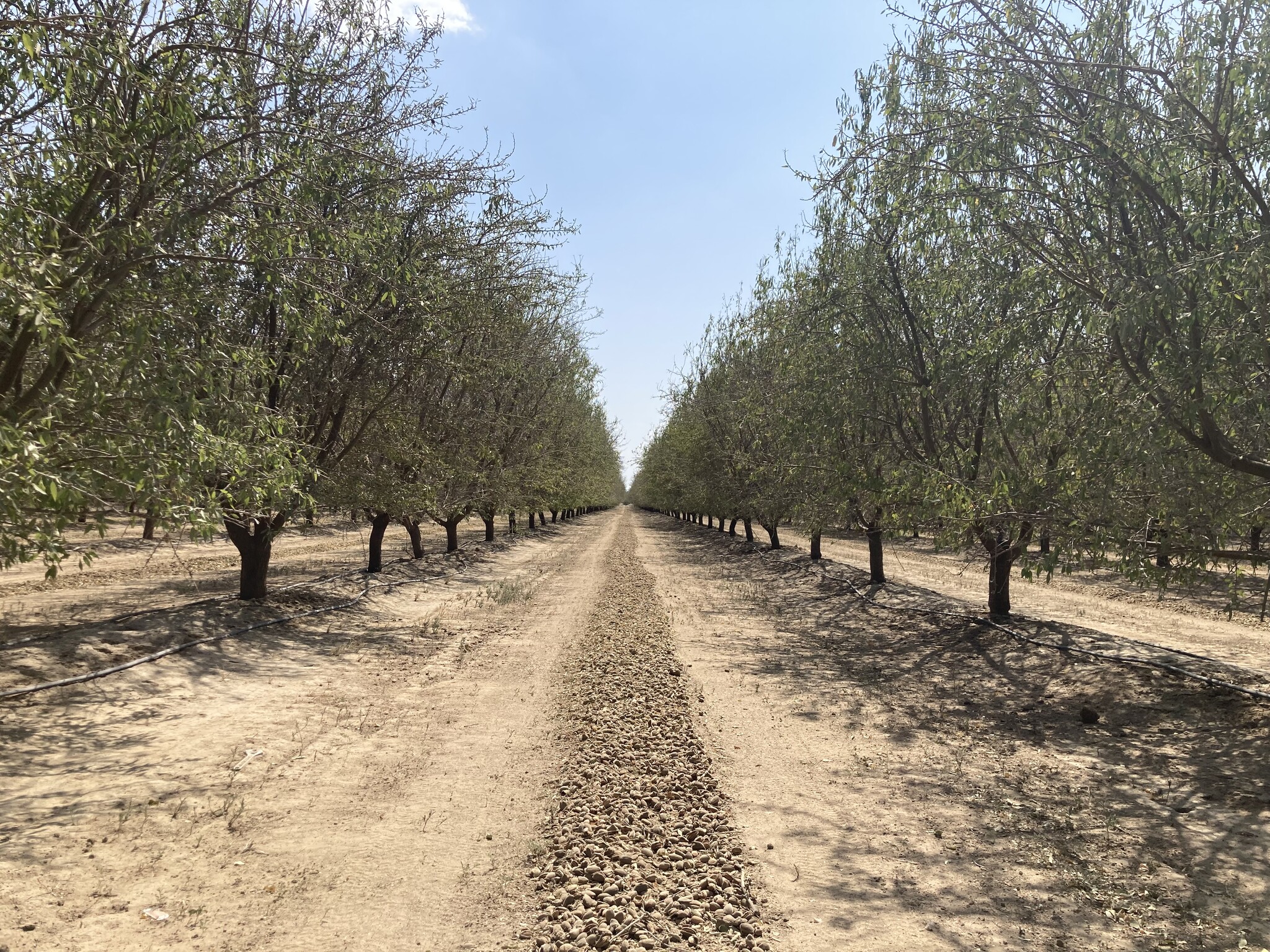 Sullivan Rd - Rosedale - Rio Bravo Almond Orchard, Bakersfield, CA for sale Other- Image 1 of 4