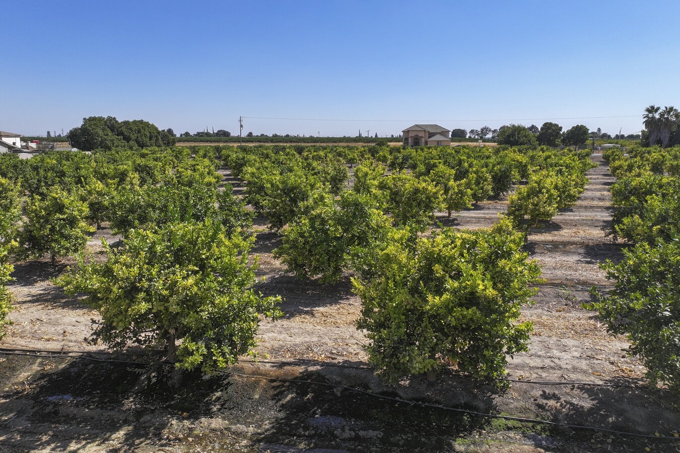 NWc Avenue 424, Dinuba, CA 93618 - +/-27.21 Ac. Lisbon Lemons, Dinuba ...