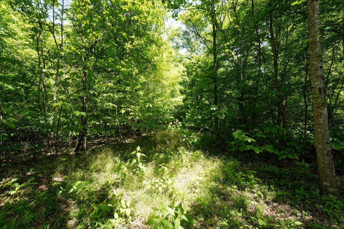 View Photo