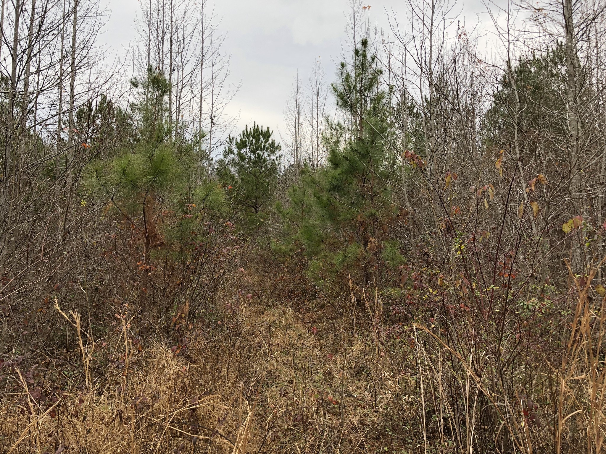 Treat Mountain Rd, Cedartown, GA for sale Other- Image 1 of 1