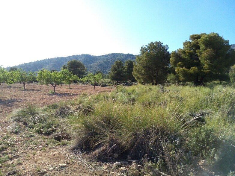 Land in PINOSO for sale - Building Photo - Image 2 of 4