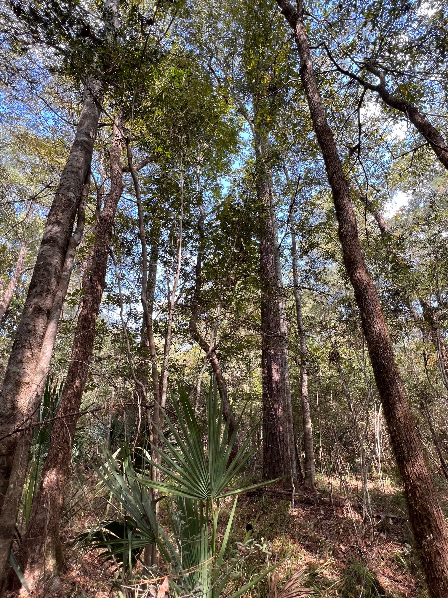 Kolander Road, Beaumont, TX for sale Primary Photo- Image 1 of 1