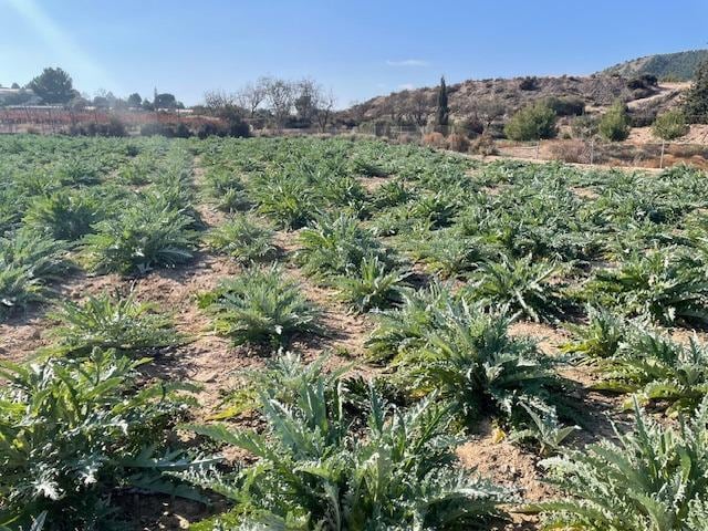 Polígono, Totana, Murcia for sale - Building Photo - Image 3 of 5