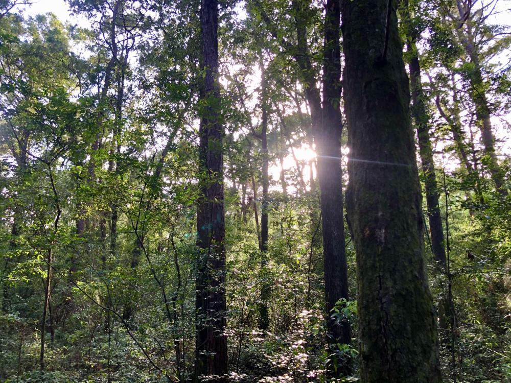 Wolf Ridge Rd, Mobile, AL 36618