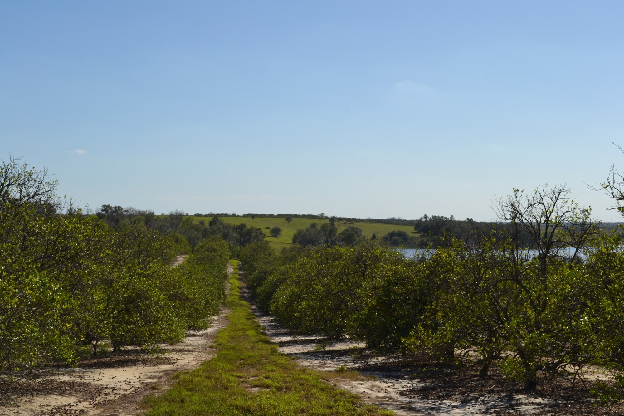 Albritton Road, Bartow, FL 33830 Sand Lake Grove