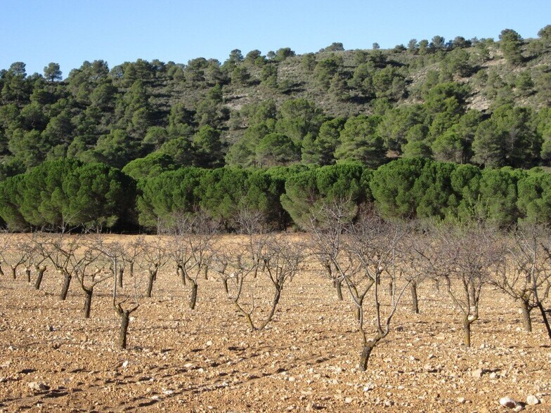 Land in Yecla for sale - Building Photo - Image 3 of 9