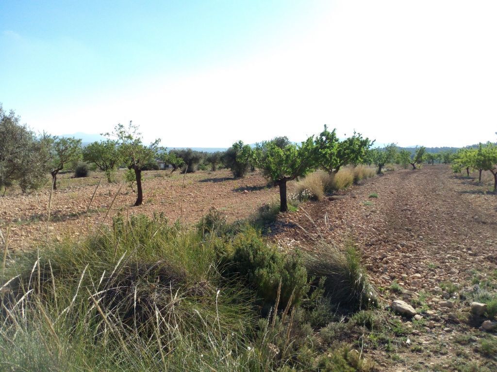 Land in PINOSO for sale Building Photo- Image 1 of 5