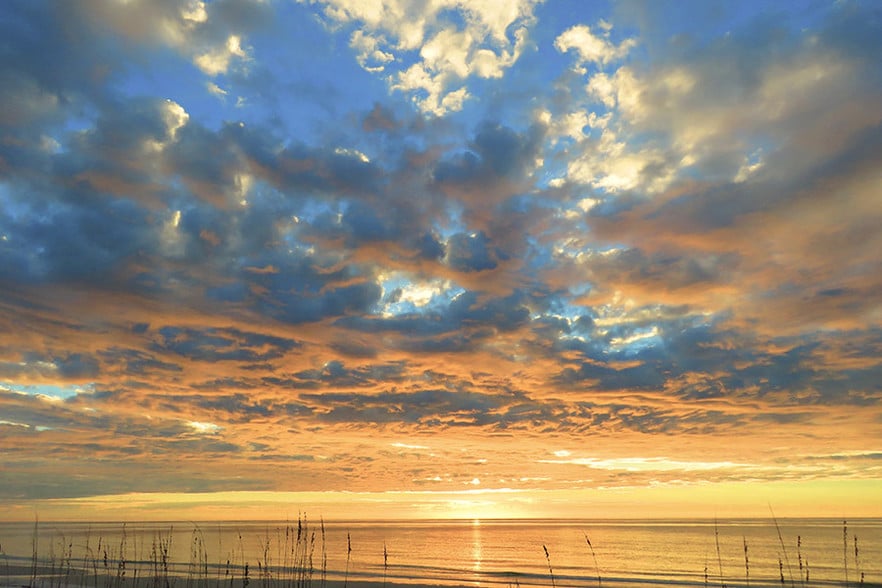 Dog Is, Carrabelle, FL for sale - Other - Image 1 of 1