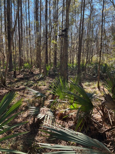 1 Great Swamp, Bluffton, SC for sale - Primary Photo - Image 2 of 4