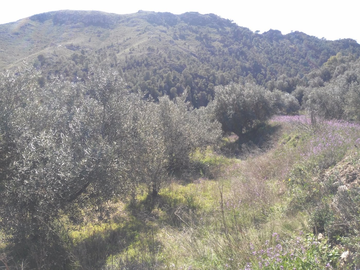 Land in Calasparra for sale Building Photo- Image 1 of 11
