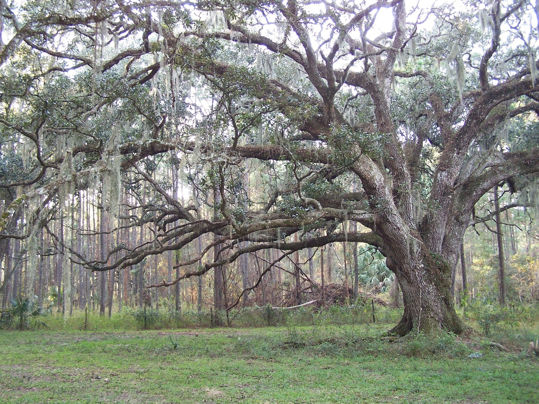 Powell Rd, Brooksville, FL for sale Other- Image 1 of 9