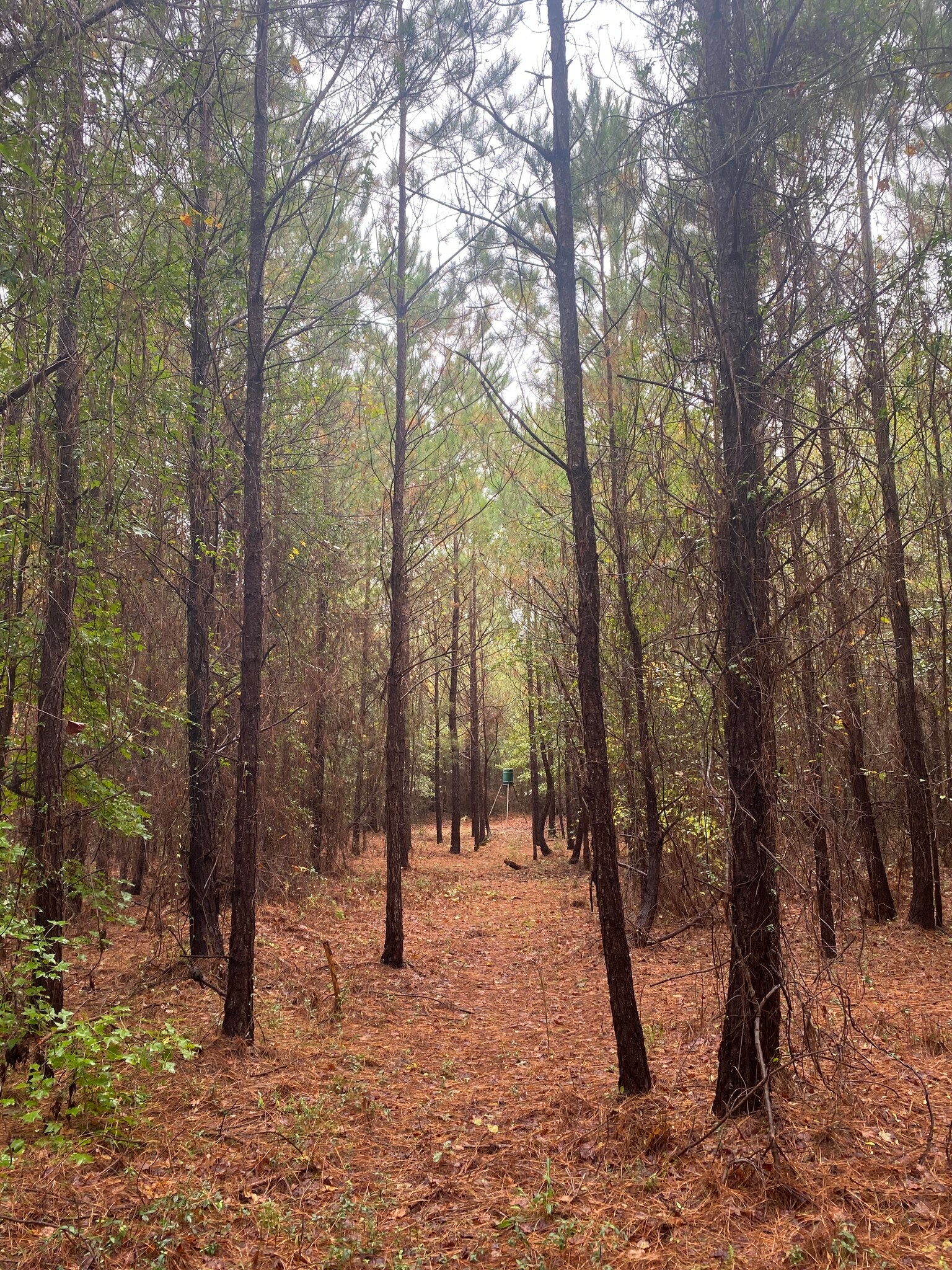 Neeses Hwy, Orangeburg, SC for sale Primary Photo- Image 1 of 1