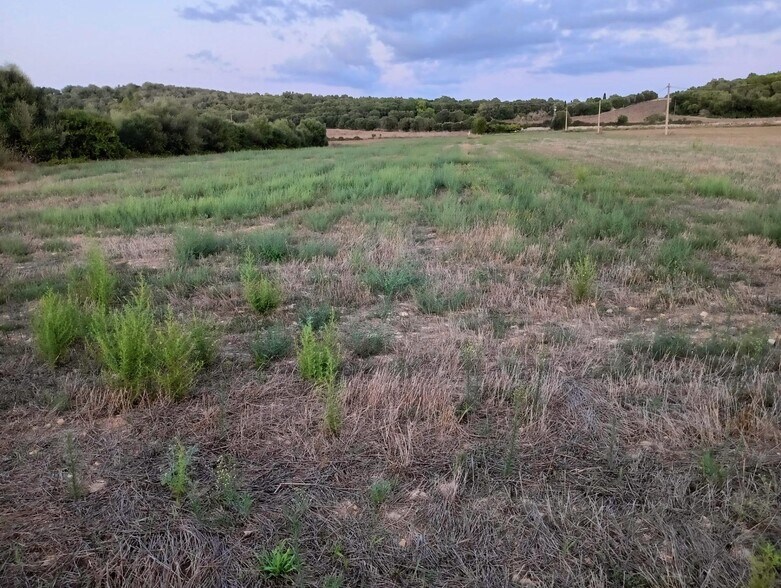 Land in Manacor, Islas Baleares for sale - Building Photo - Image 3 of 3