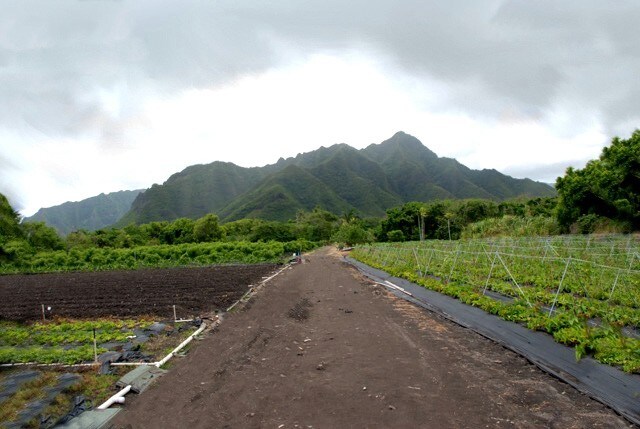 53-374B Kamehameha Hwy, Hauula, HI for sale Primary Photo- Image 1 of 1