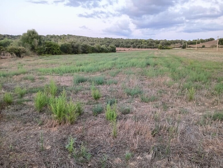 Land in Manacor, Islas Baleares for sale - Building Photo - Image 1 of 3