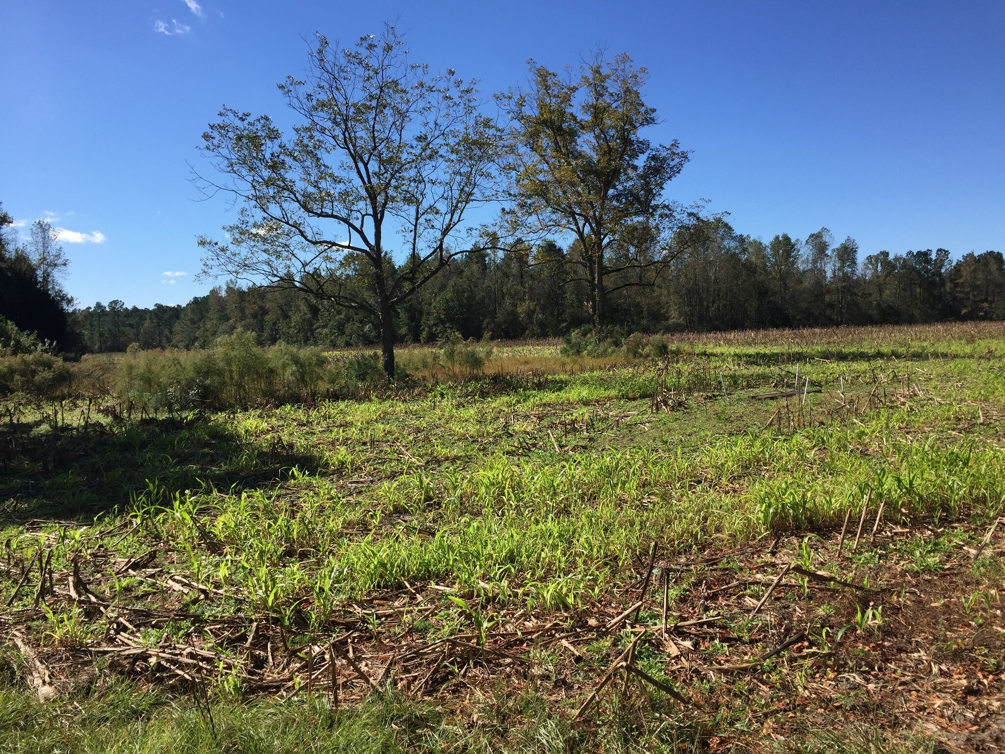 Irma Ln, Loris, SC for sale Other- Image 1 of 1