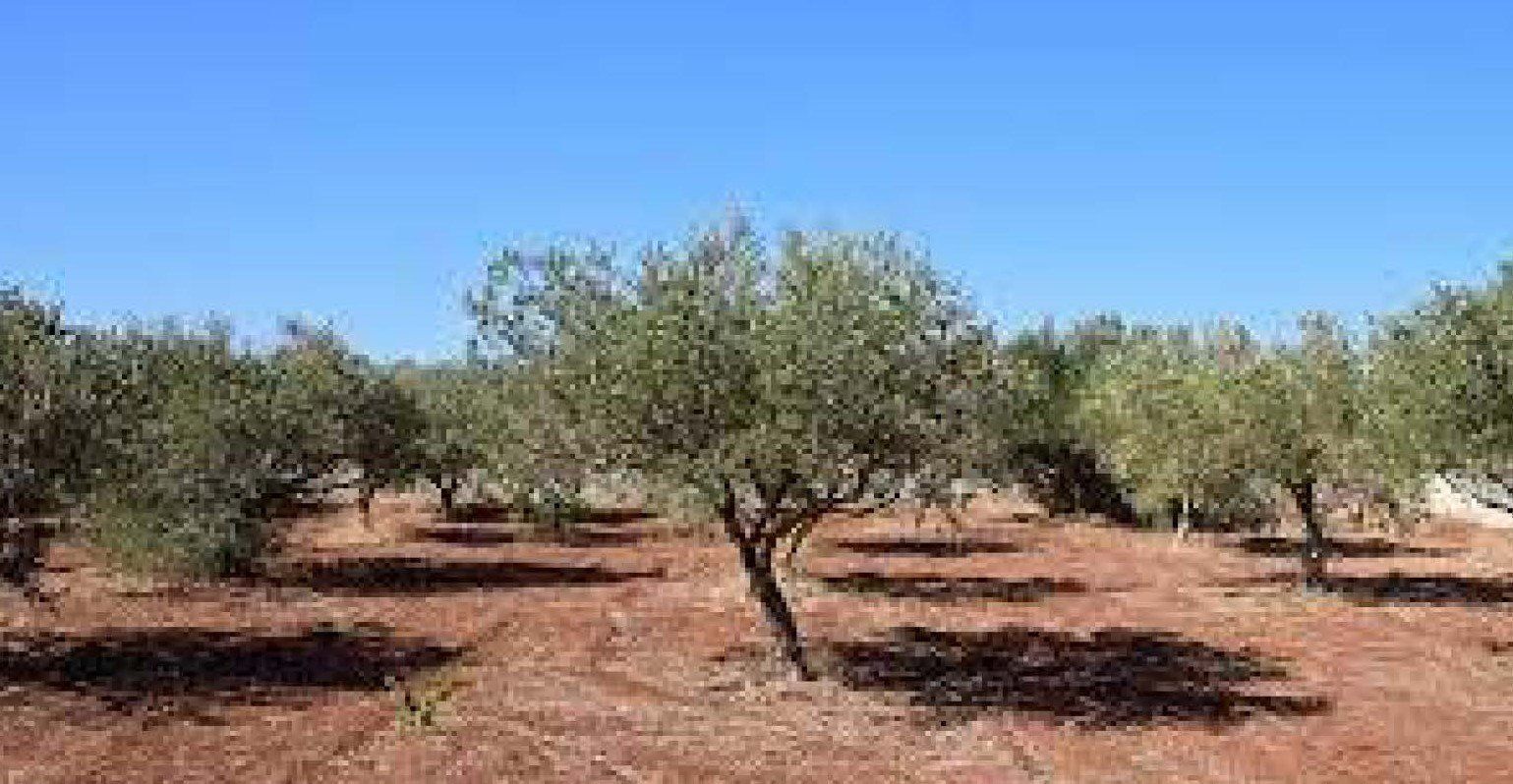 Land in Rossell for sale Building Photo- Image 1 of 2