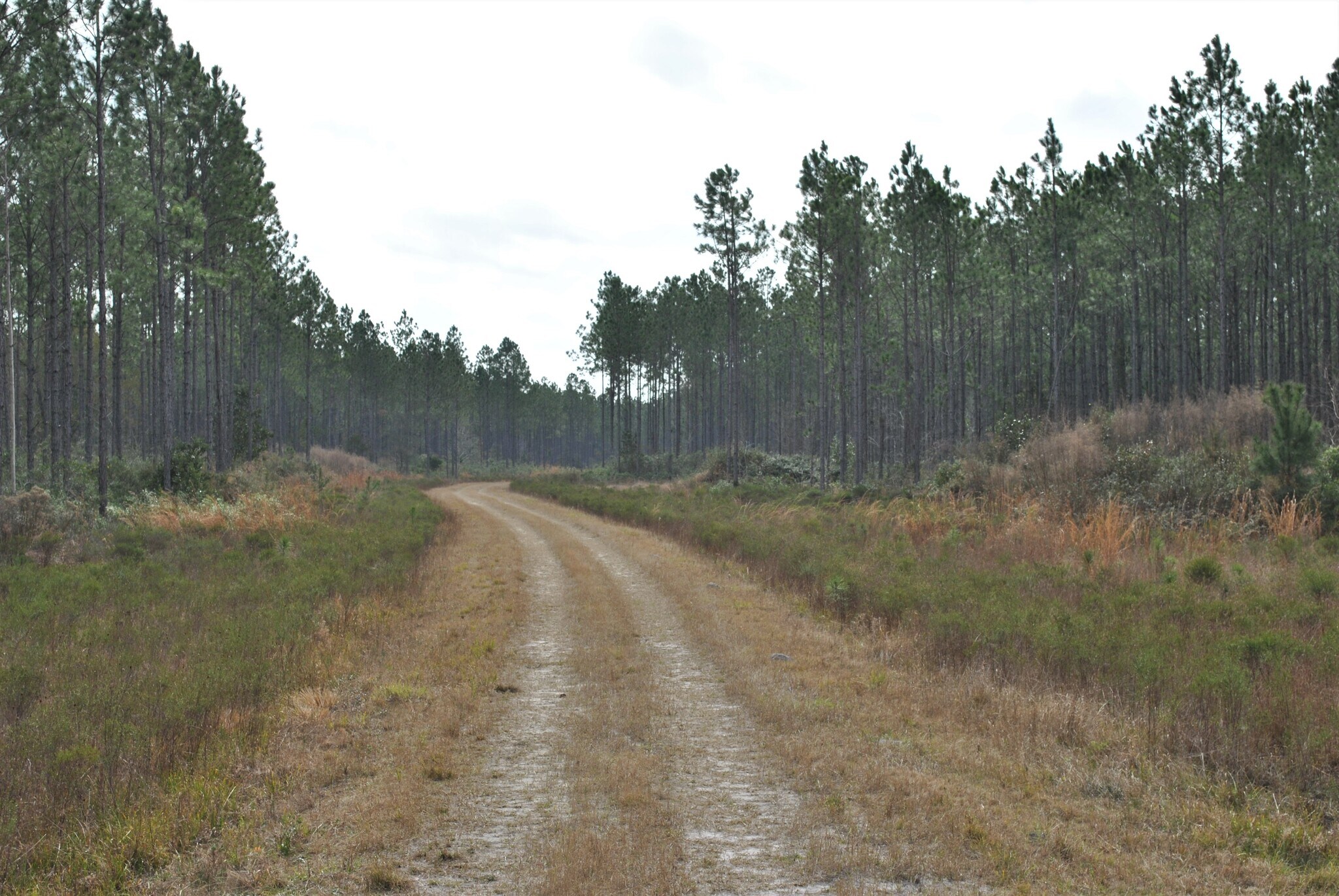 Old Kings Rd, Jacksonville, FL for sale Primary Photo- Image 1 of 1