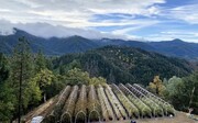 1900 Devils Gulch Rd, Hayfork CA - Cannabis Farm