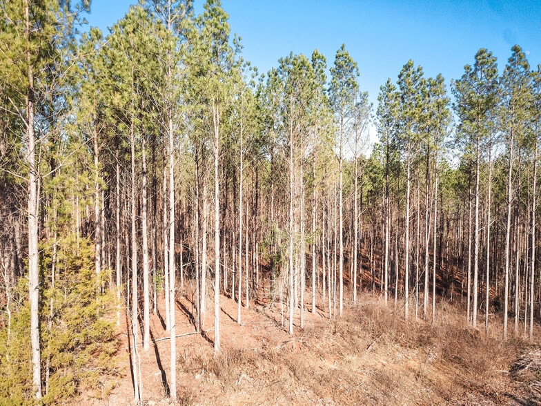 County Road 4141, New Site, MS for sale - Other - Image 3 of 3