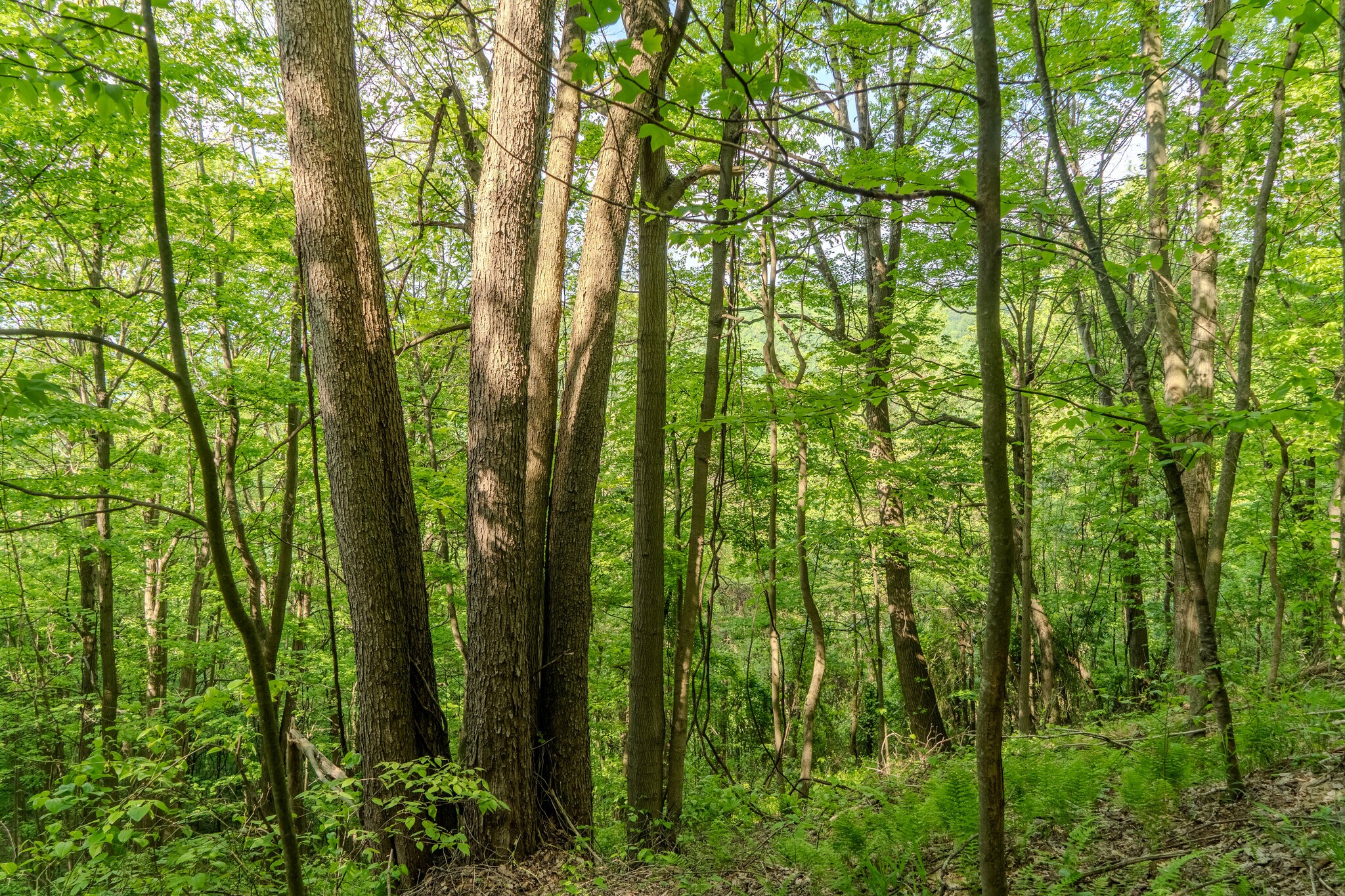 0 Bidwell Rd, Mill Run, PA for sale Other- Image 1 of 5