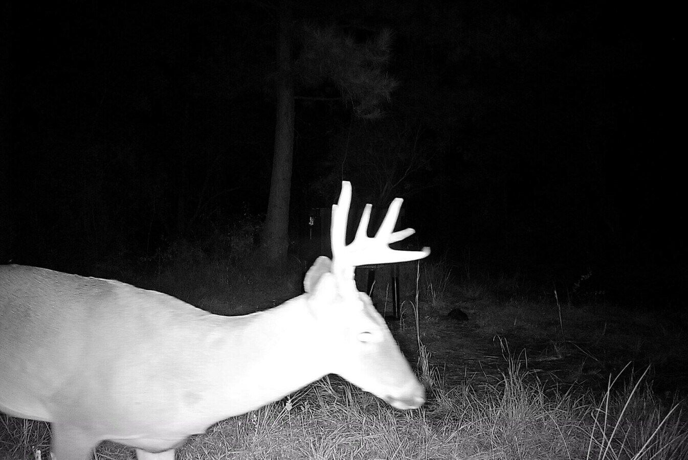 Northwest 221st Street Road, Micanopy, FL 32667 Land for Sale