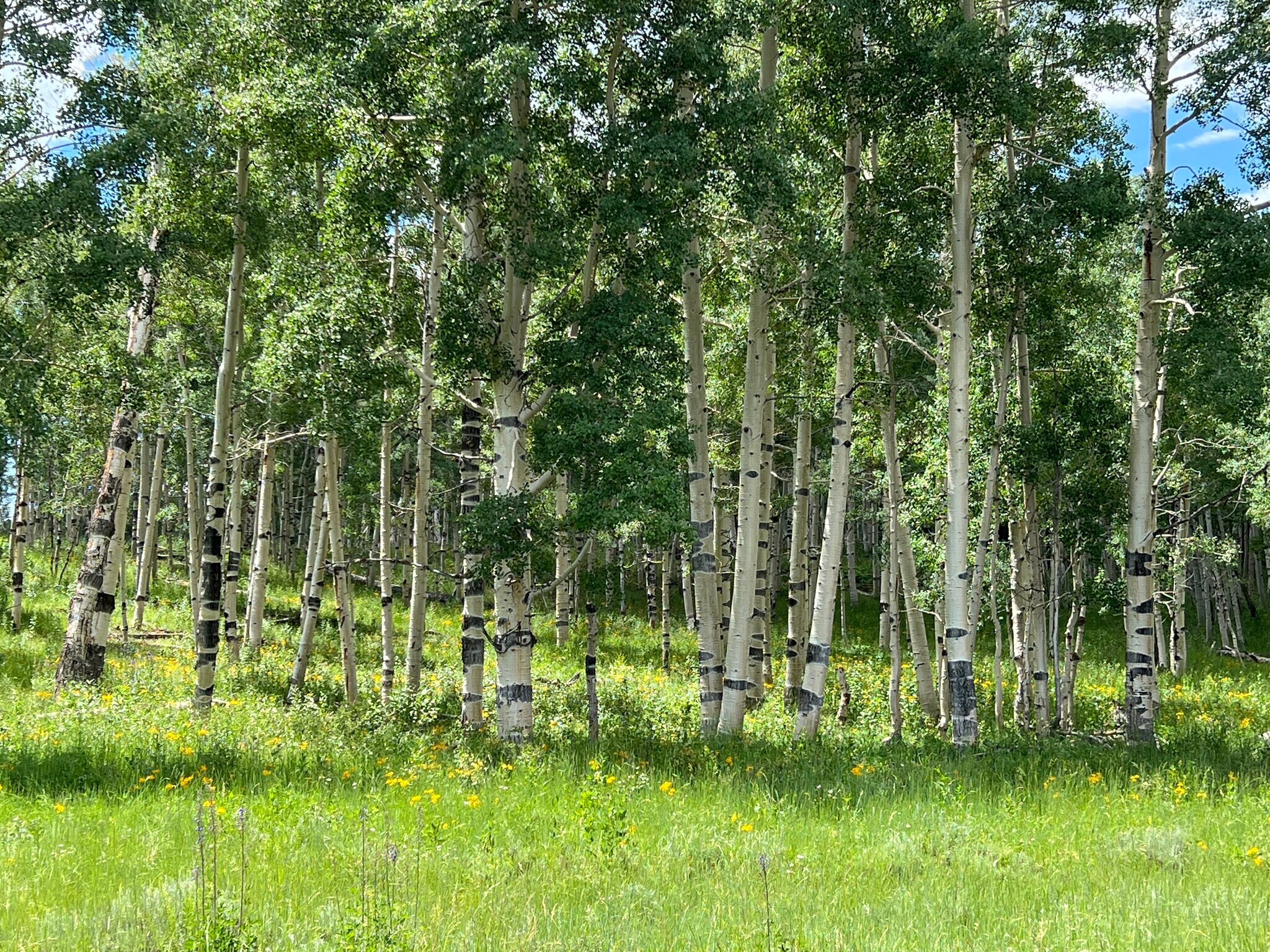 Skyline Drive, Fairview, UT 84629 Skyline Ranch