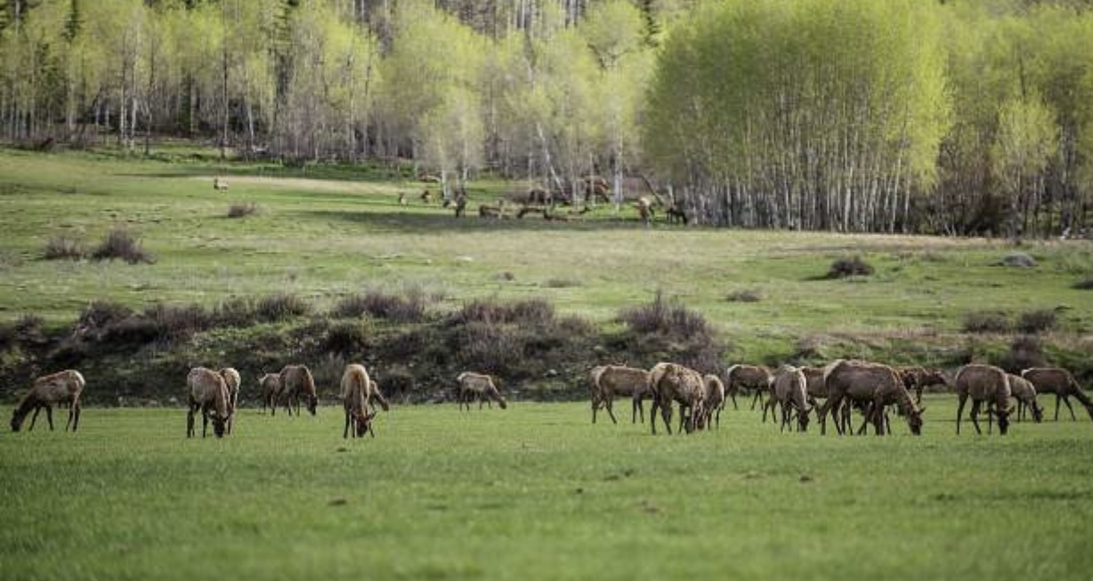 Buckhorn Mountain Rd, Montrose, CO for sale Primary Photo- Image 1 of 1