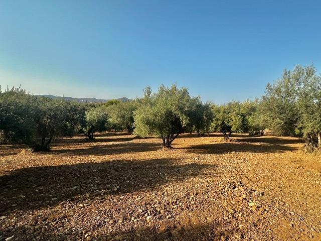 Land in Periana, Málaga for sale Building Photo- Image 1 of 9