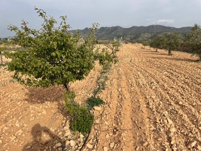 Land in Yecla for sale - Building Photo - Image 2 of 26