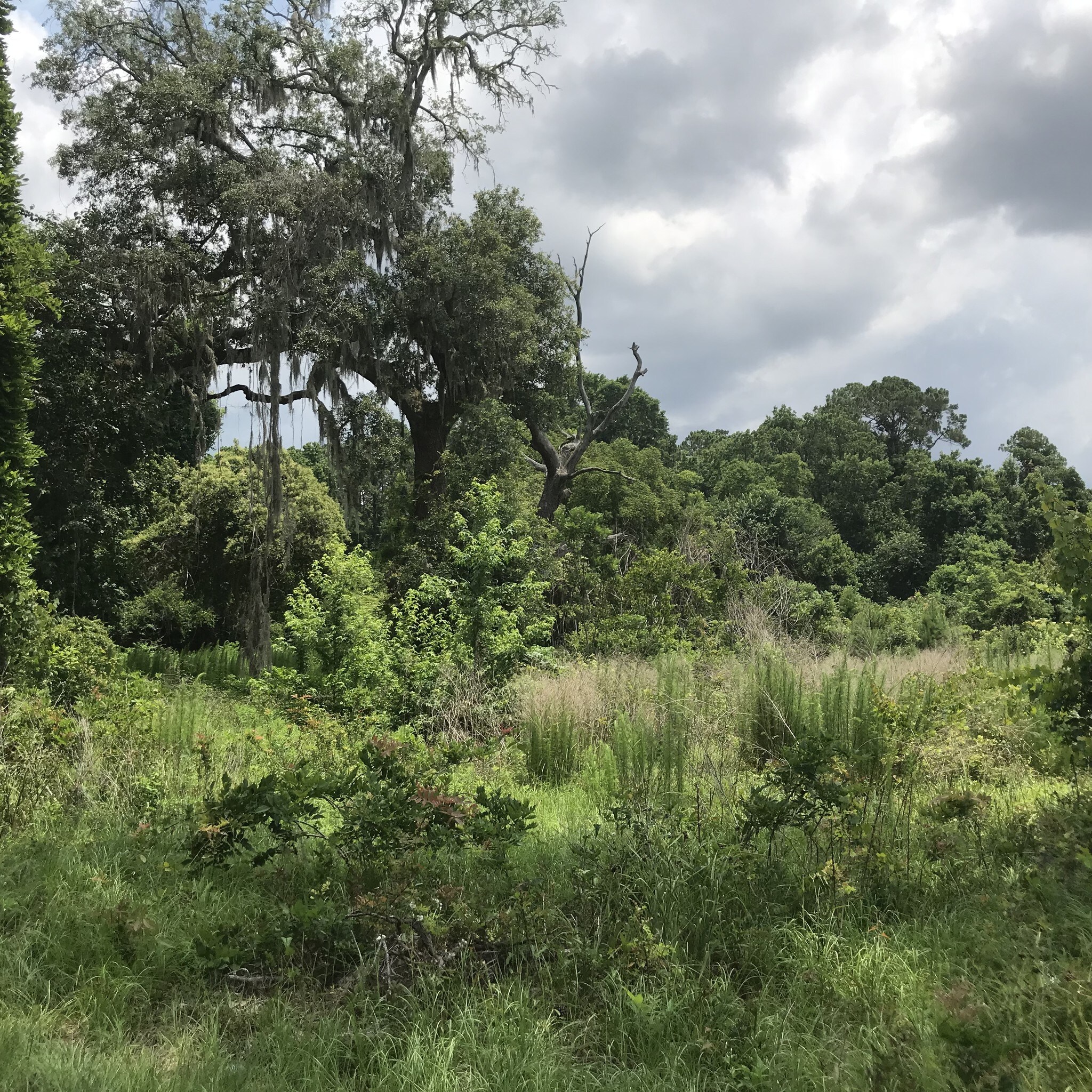 14116 Coffee Bluff Rd, Savannah, GA for sale Other- Image 1 of 1