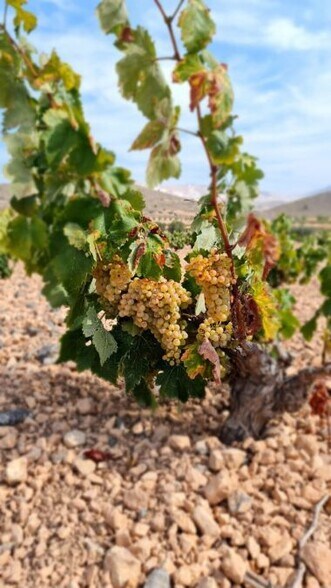 Land in Abanilla for sale - Building Photo - Image 2 of 12