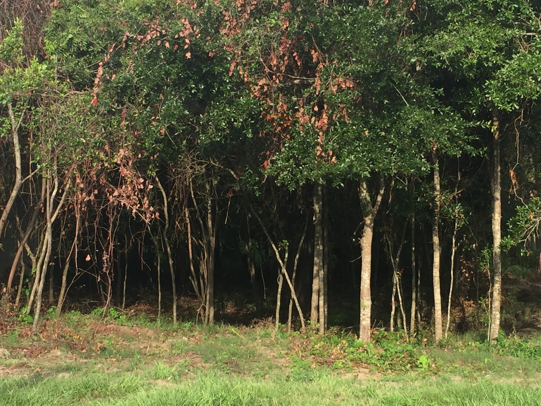 21 N 11TH St, Fernandina Beach, FL for sale Building Photo- Image 1 of 1