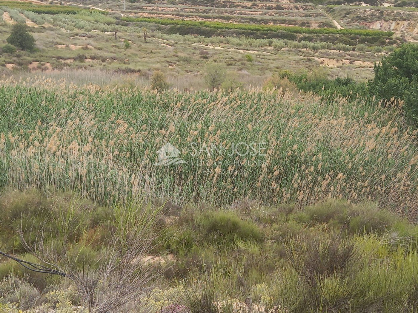 Land in Monóvar for sale Building Photo- Image 1 of 18