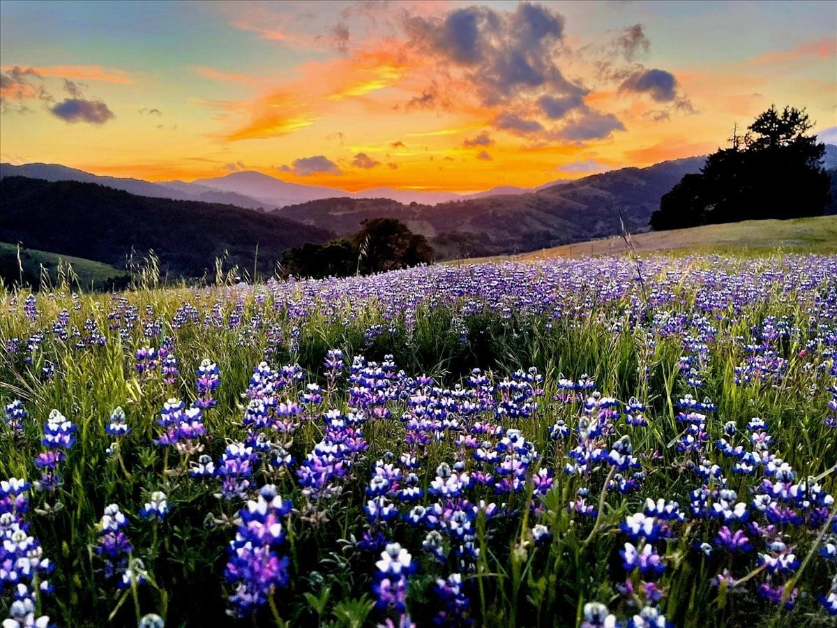 220 Wilder Ridge rd, Honeydew, CA for sale Building Photo- Image 1 of 42