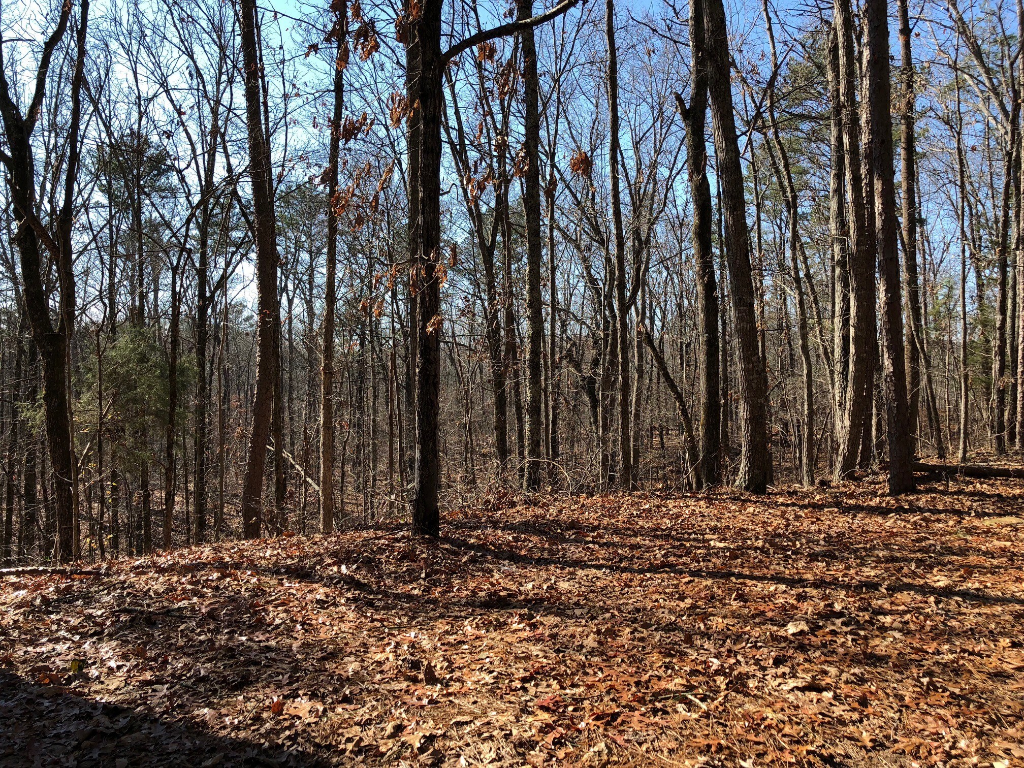 Pearl Johnson Rd, Ranger, GA for sale Other- Image 1 of 1