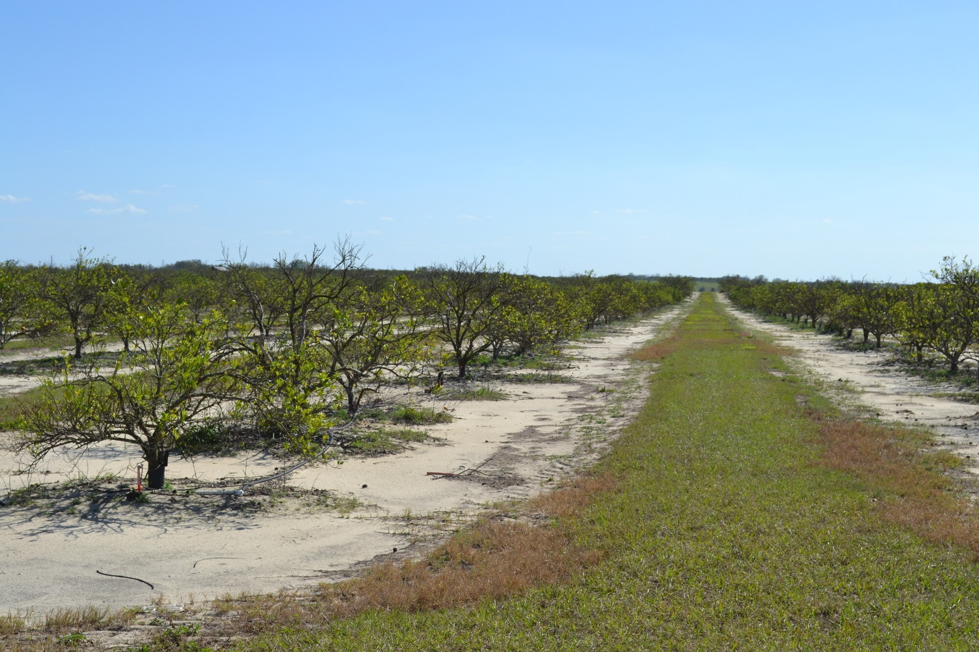 Albritton Road, Bartow, FL 33830 Sand Lake Grove