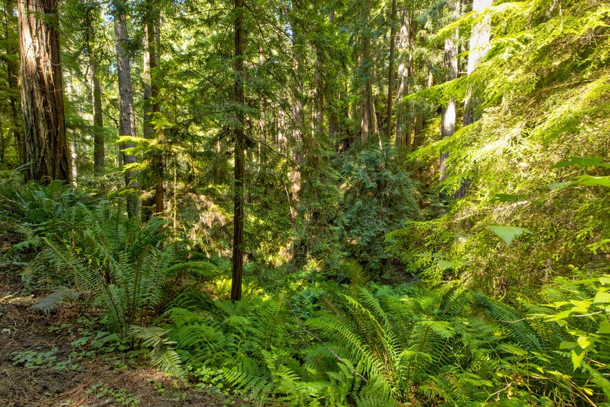 33170 Frog Pond rd, Little River, CA for sale - Primary Photo - Image 1 of 28