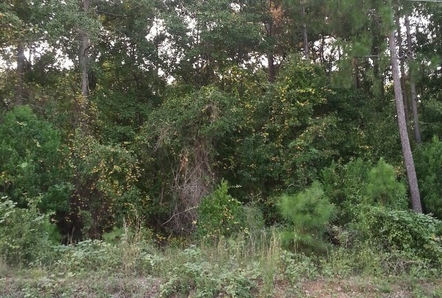 0 CLARKSON Rd, Dalzell, SC for sale Other- Image 1 of 1