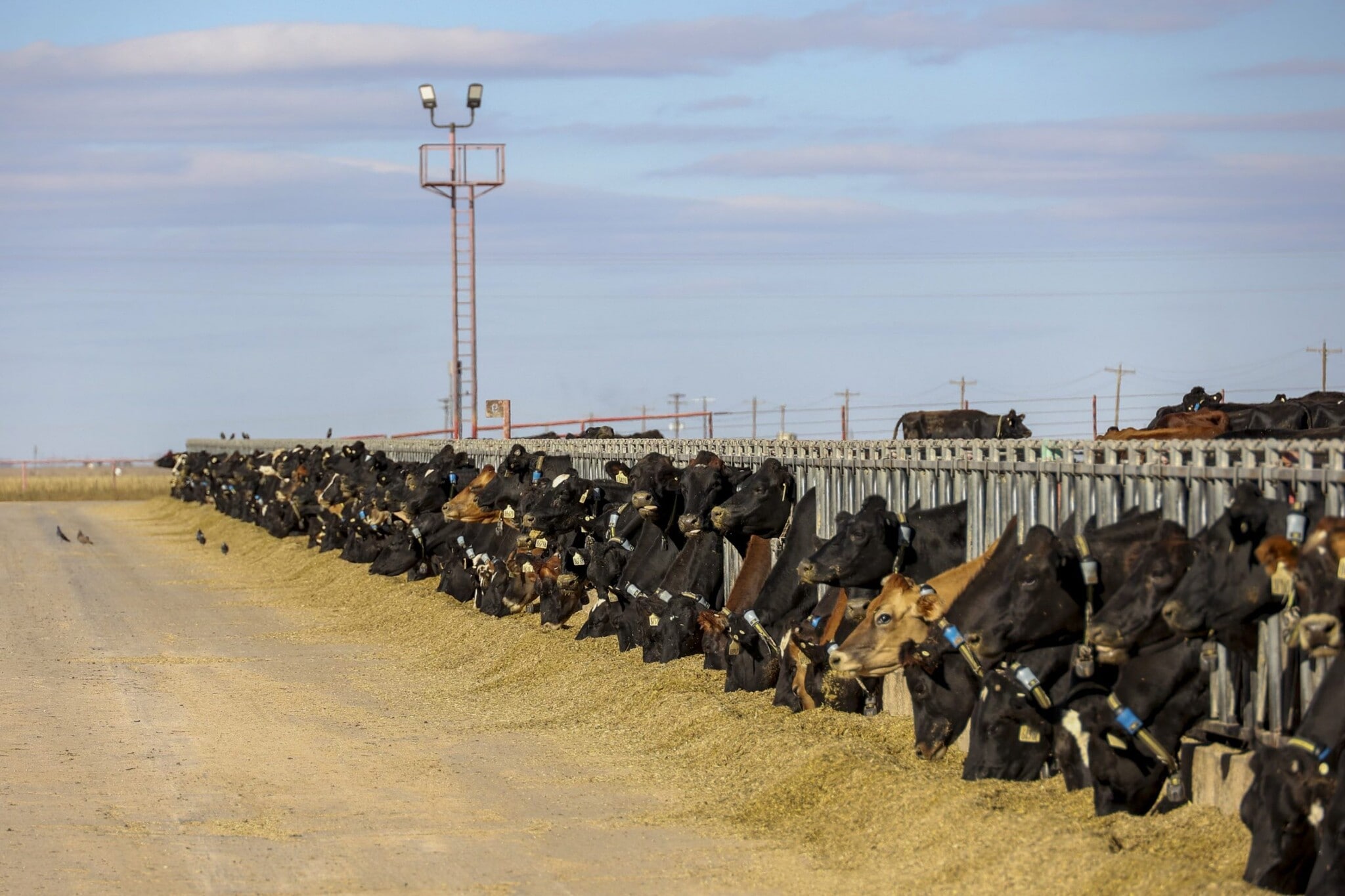 2300 Co. Rd. 628, Hart, TX 79043 +/5,360 Ac. Dairy & Farmland, Hart