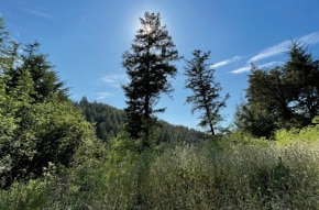 VALUABLE TIMBERLAND, La Honda, CA for sale - Building Photo - Image 3 of 6