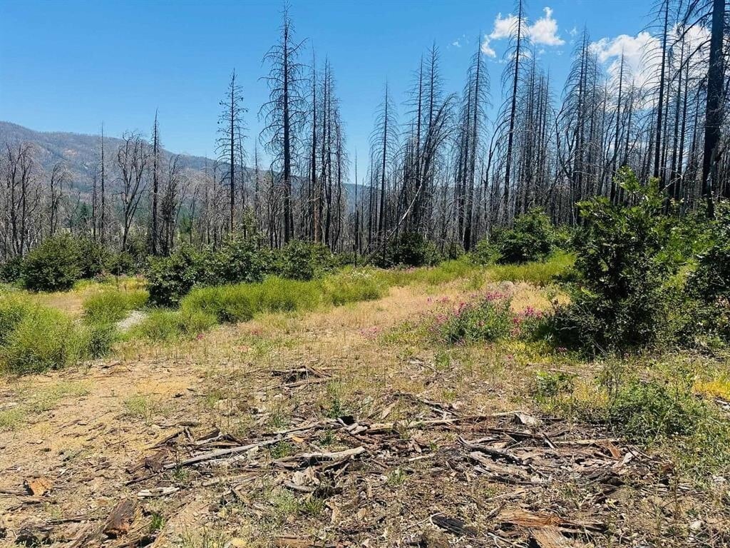 172 Standart Mine Road Rd, Greenville, CA for sale Primary Photo- Image 1 of 3